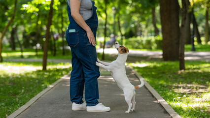 Obraz premium Jack Russell Terrier dog put its paws on the owner on a walk in the park. 