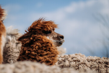 An inquisitive alpaca posing for a photo