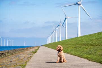 dog sitting in front of wind mills and turbines 