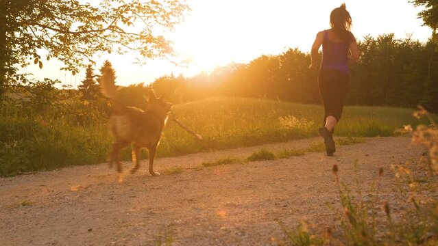 LENS FLARE: Fit woman runs on gravel road together with her dog carrying a stick. They are enjoying warm autumn day for jogging through beautiful countryside illuminated with golden sunset light.