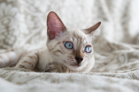 Liegende Snow Bengal Katze auf einer Decke