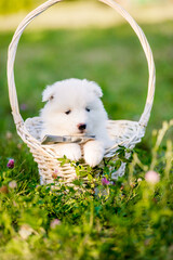 Samoyed puppy in a basket