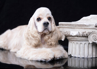 American cocker spaniel cream; fawn- white color, pensive dog lies