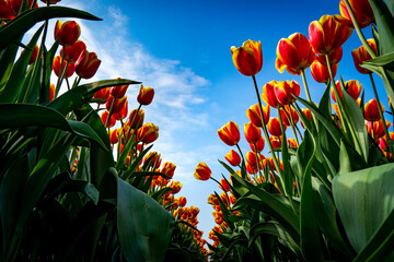 red tulips field from below