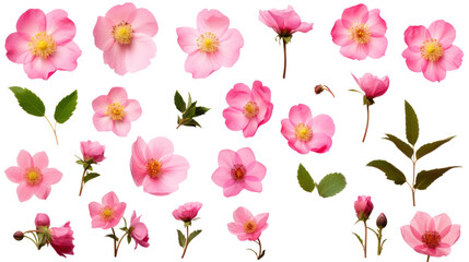 Collection of Pink Wild Rose Flowers, Buds, and Leaves Isolated on a Transparent Background