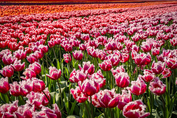 dutch field of pink tulips