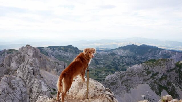 red dog in the mountains. Traveling with a pet in nature. Nova Scotia duck tolling retriever at the top