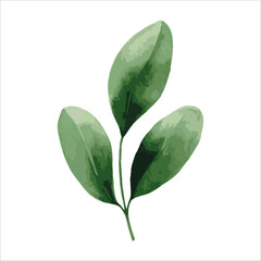 A beautiful watercolor-painted leaf with shades of green, standing out against a white background. Perfect for use as templates in your design projects