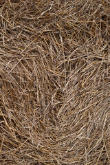 texture of dry straw as vertical natural background