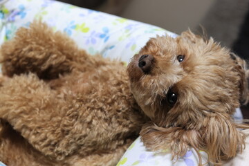 ベッドでリラックスするトイ・プードル