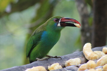 toucan on a branch