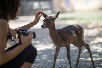 young woman photographer caresses a mouflon puppy Sardinia, Italy