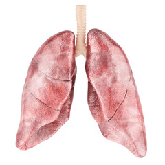 Human lungs, front view. 3D rendering isolated on transparent background