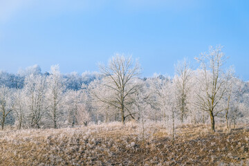Landscape at sunny day with white, frost on trees in ravine