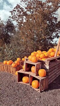 orange pumpkins on pumpkin farm ,autumn harvest in October,halloween symbol 