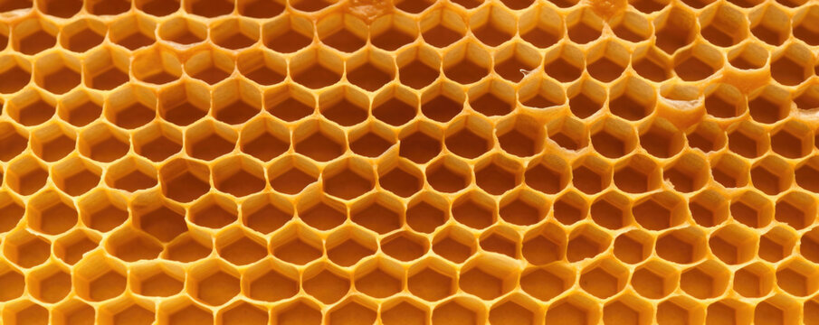 Honeycomb Beehive Texture in Nature This closeup view of a natural honeycomb beehive texture showcases how the texture is formed by bees using beeswax. The texture is rigid and organic,