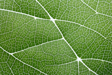 Complex network of leaf s forming a lacelike texture, with the s appearing almost translucent against the leafs surface.