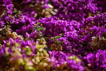Obraz premium field of lavender