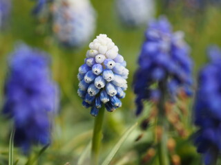 ブルーの花　ムスカリ