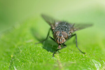 Black fly on a green leaf , in the garden