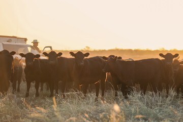 angus cows in sunrise