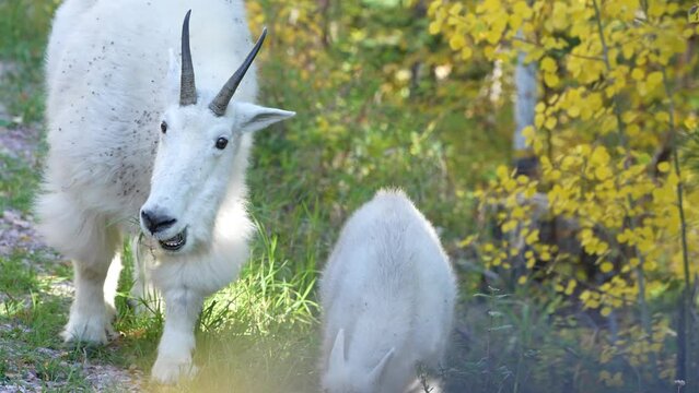 Mountain Goat (Oreamnos americanus), also known as the Rocky Mountain goat, mother and kid. September in South Dakota. Slow motion, 1/2 natural speed.