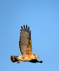 Red Shouldered Hawk in Flight