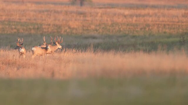 Mule deer (Odocoileus hemionus) is a deer indigenous to western North America; it is named for its ears, which are large like those of the mule. Huge mature bucks in a bachelor group, September