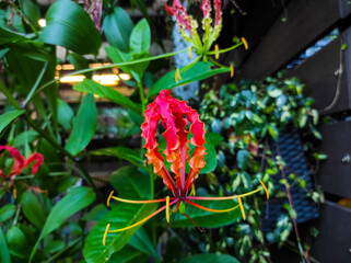 Gloriosa superba or Crisped Glory Lily blooming in the garden