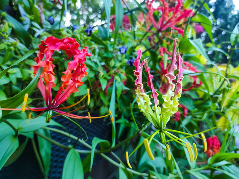 Gloriosa superba or Crisped Glory Lily blooming in the garden