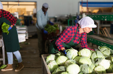 Young woman farmer working at a vegetable depot carefully inspects cabbage from crates