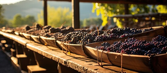 Drying grapes on wooden racks before making Amarone wine With copyspace for text