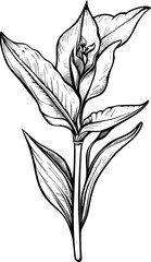 canna lily flower cartoon