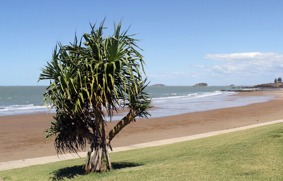 Beach with sand, the ocean and a pandanus tree at Emu Park near Yeppoon in Queensland, Australia