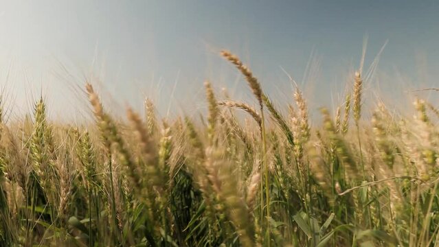 Close-up em campo de trigo em dia ensolarado, pronto para colheira. Campo dourado em um dia ventoso