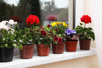 Different beautiful potted flowers on windowsill indoors
