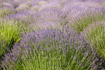 Fototapeta premium Beautiful view of blooming lavender growing in field