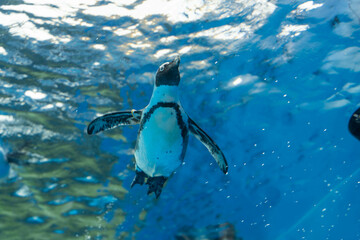 ケープペンギンの泳ぐ姿