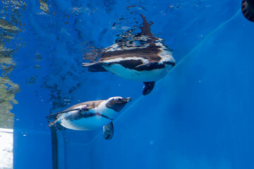 ケープペンギンの泳ぐ姿