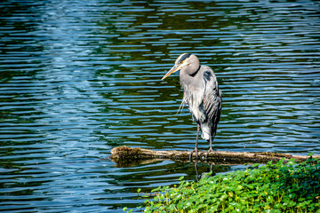 Grey Heron Perched Along Log Along Pond in Pacific Northwest Oregon