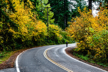 Rural Road Curving Around Vibrant Fall Colors of Portland, OR
