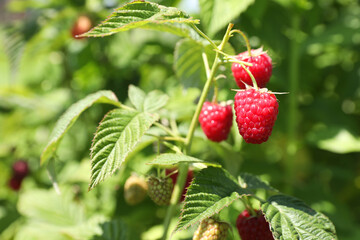 Red raspberries growing on bush outdoors, closeup