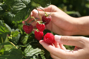 Woman picking ripe raspberries from bush outdoors, closeup © New Africa