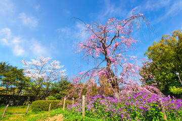 Beautiful Weeping Sakura at Awataguchi Aokusu no Niwa Park  in Kyoto, Japan - obrazy, fototapety, plakaty