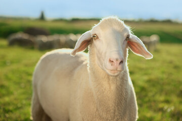 Cute sheep grazing outdoors on sunny day. Farm animal