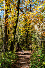 Hiking Trail in Wooded Forest in Portland, OR During Fall
