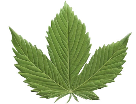 The Leaf .Elevate your photography with our high-quality marjuana leaf images, available in PNG transparent format. Highly recommended for enthusiasts and professionals.