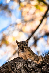 Squirrel Peaking Its Head High in Tree During Fall