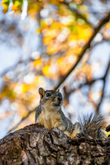 Squirrel Peaking Its Head High in Tree During Fall