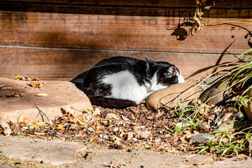Cute Black and White Cat Sleeping in Garden Shadows in Fall